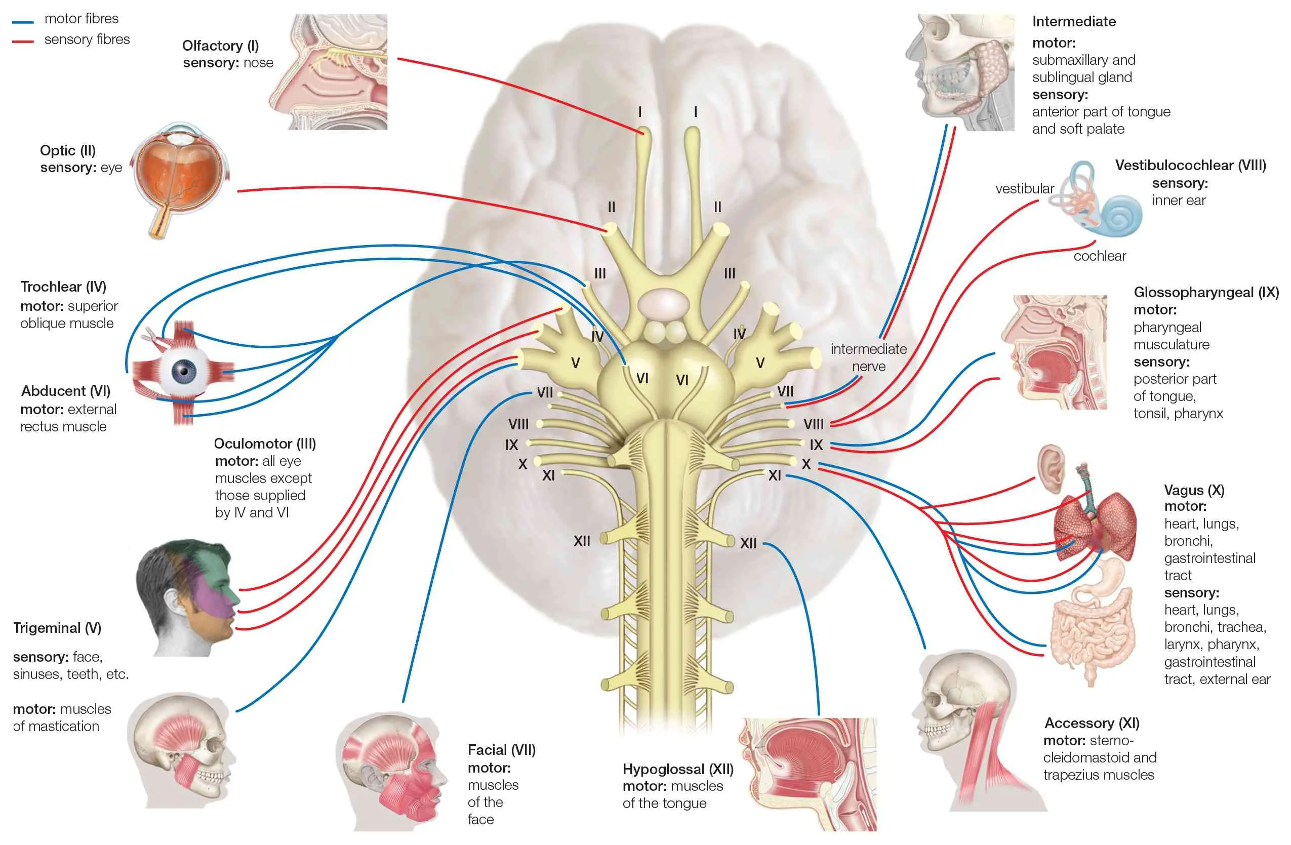 Trigeminal nerve &#8211; location, structure, functions and diseases