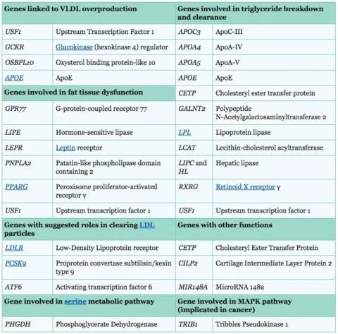 Triglycerides &#8211; indications for examination, norms. What do high and low triglycerides mean?