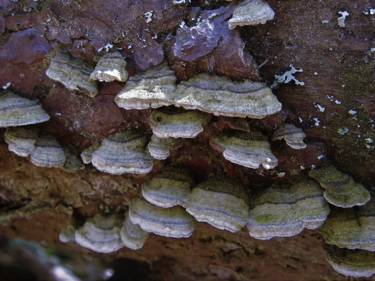 Trihaptum brown-violet (Trichaptum fuscoviolaceum) photo and description