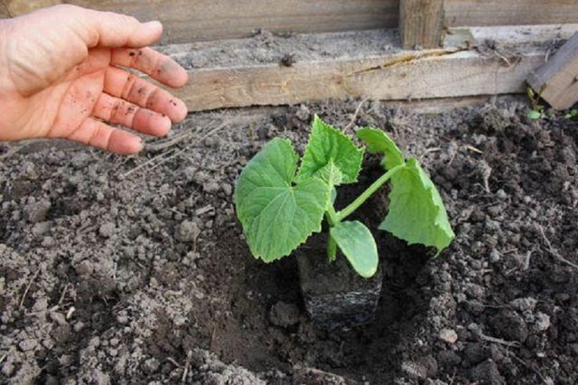 Trilogy cucumber variety: description and characteristics