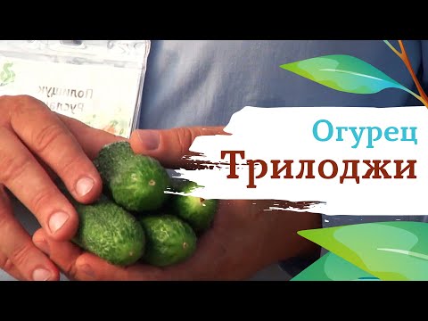 Trilogy cucumber variety: description and characteristics