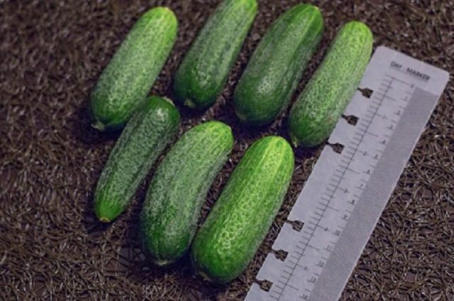 Trilogy cucumber variety: description and characteristics