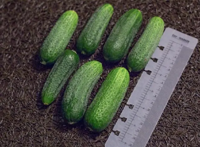 Trilogy cucumber variety: description and characteristics