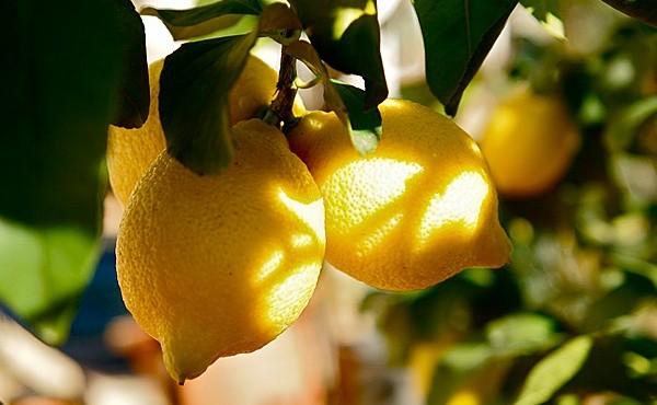 Trimming a lemon at home: scheme, timing