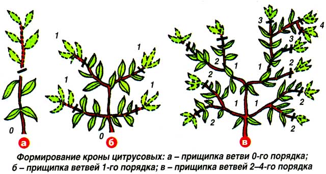 Trimming a lemon at home: scheme, timing