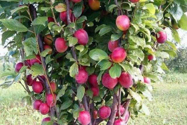 Trimming Prunes