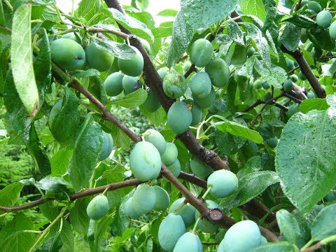 Trimming Prunes