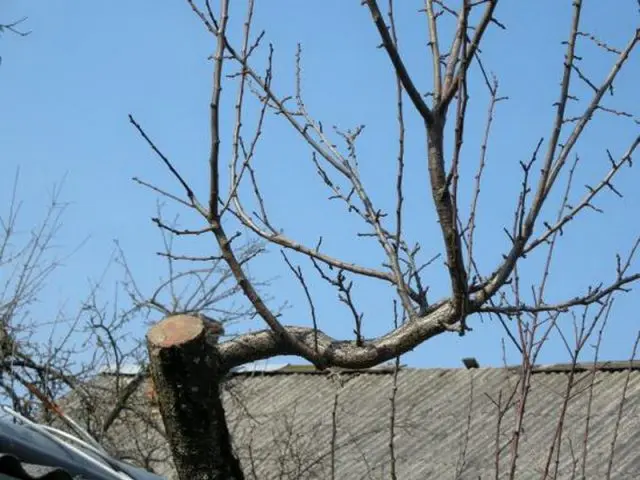 Trimming Prunes