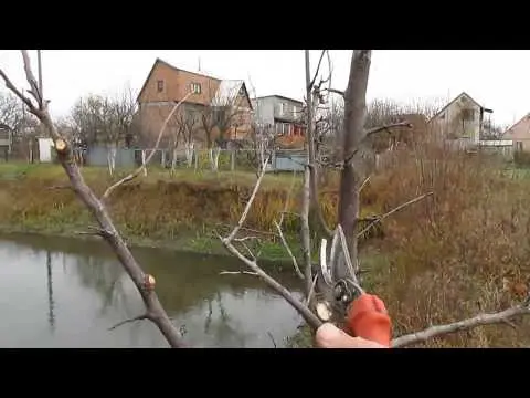 Trimming Prunes