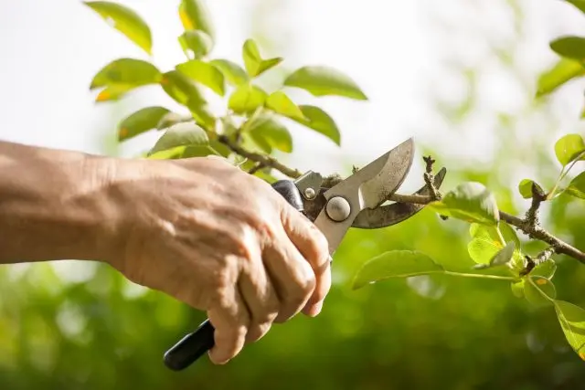 Trimming Prunes