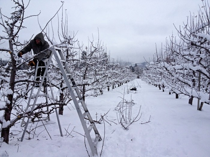 Trimming trees in winter: equipment and instructions for gardeners