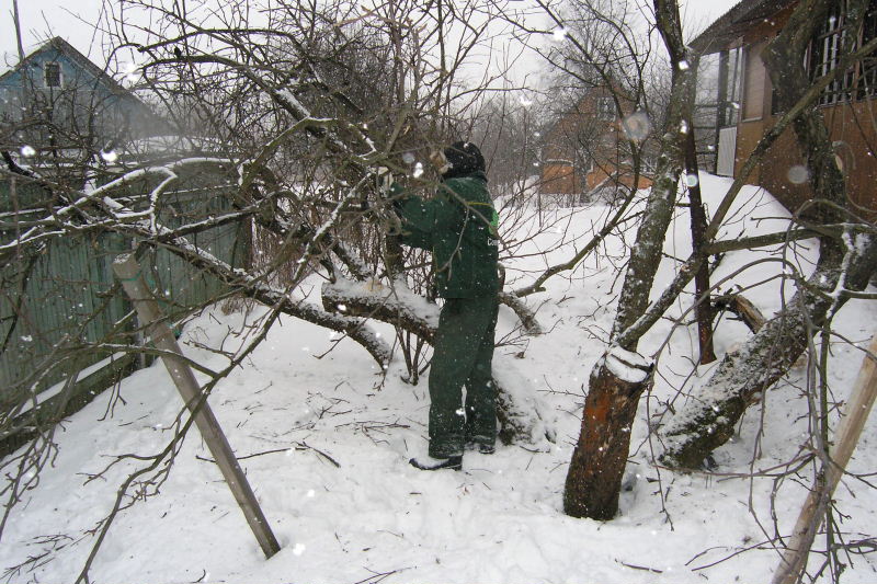 Trimming trees in winter: equipment and instructions for gardeners