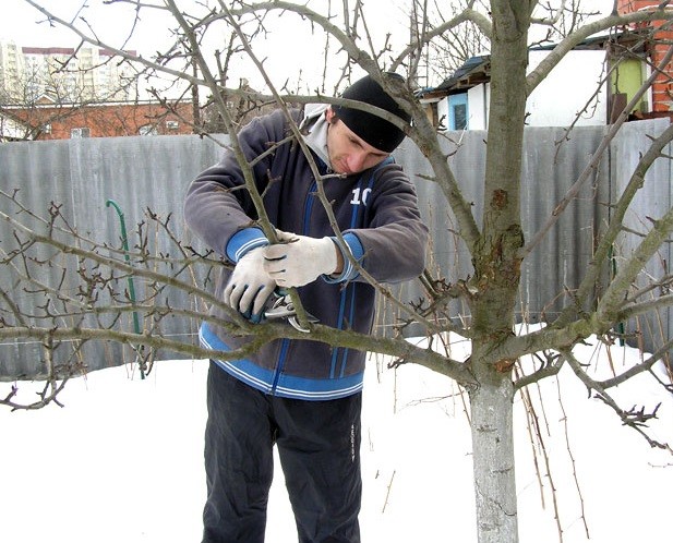 Trimming trees in winter: equipment and instructions for gardeners