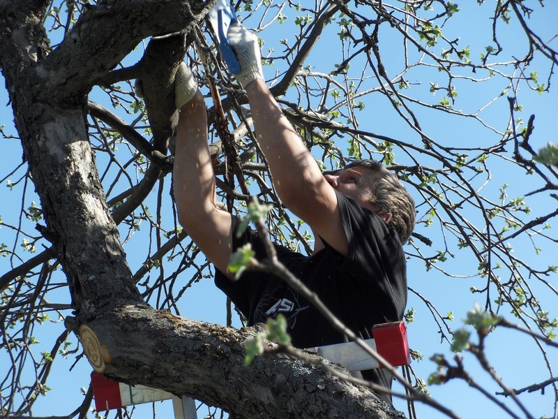 Trimming trees in winter: equipment and instructions for gardeners