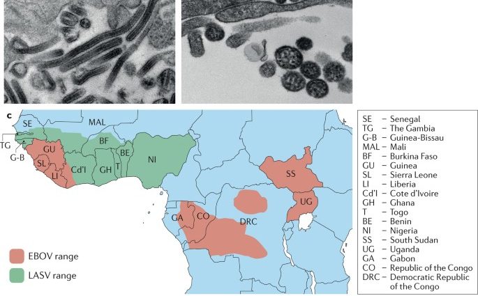 Tropical viruses. Ebola virus, Lassa virus and others