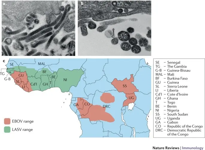 Tropical viruses. Ebola virus, Lassa virus and others