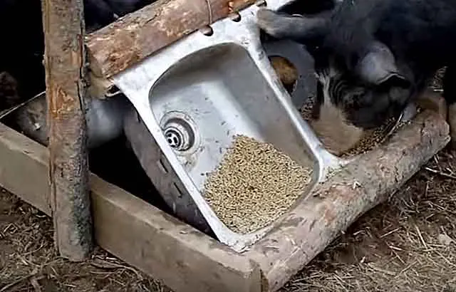 Trough for pigs and piglets