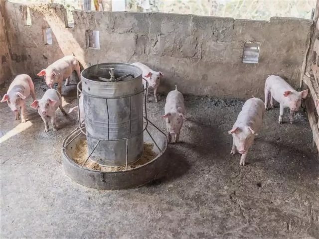 Trough for pigs and piglets