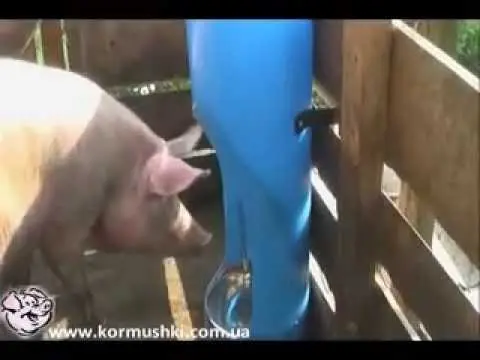 Trough for pigs and piglets