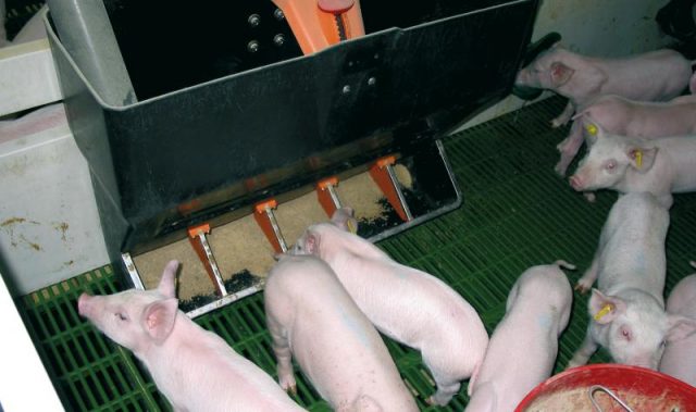 Trough for pigs and piglets