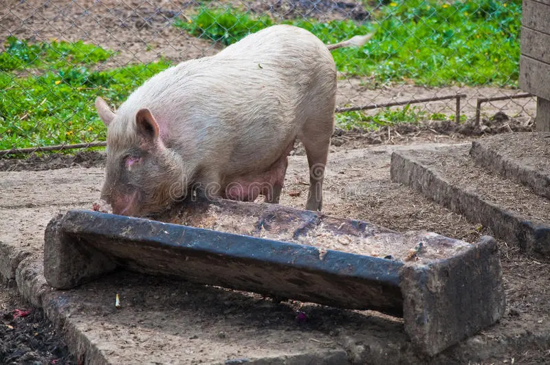 Trough for pigs and piglets