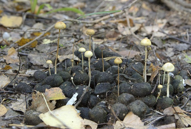 Troyshling semicircular (stropharia hemispherical): photo and description