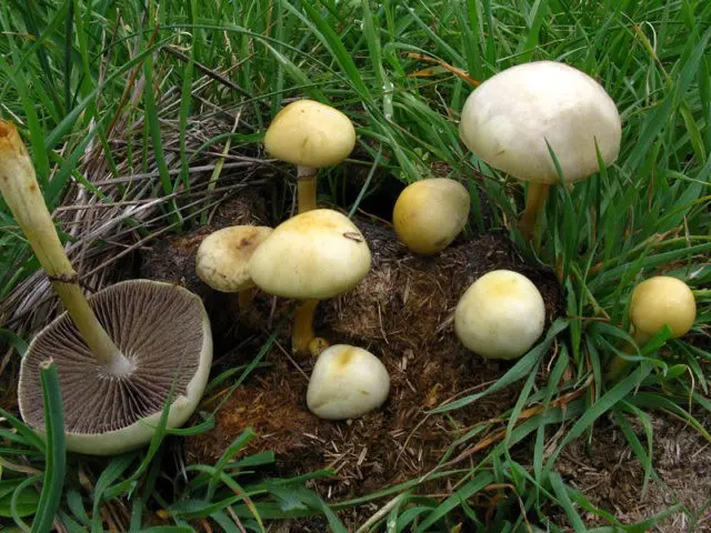 Troyshling semicircular (stropharia hemispherical): photo and description