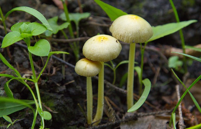 Troyshling semicircular (stropharia hemispherical): photo and description