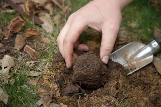 Truffle: how to grow at home in Our Country, photo and video