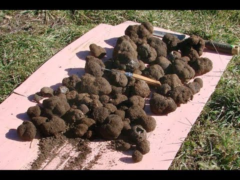 Truffle: how to grow at home in Our Country, photo and video