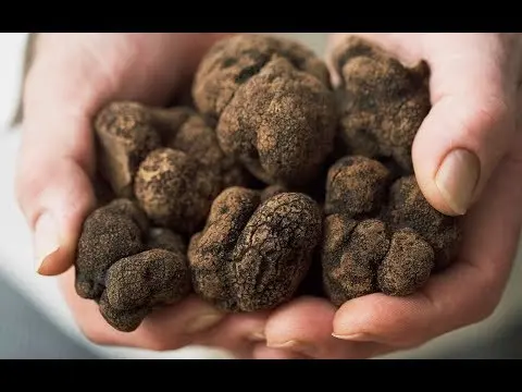 Truffle: how to grow at home in Our Country, photo and video