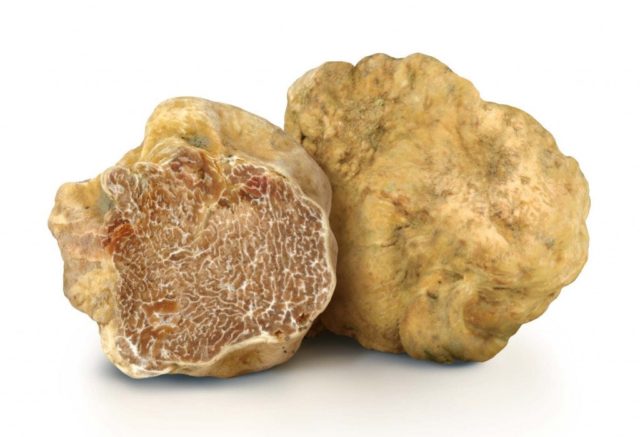 Truffle: how to grow at home in Our Country, photo and video