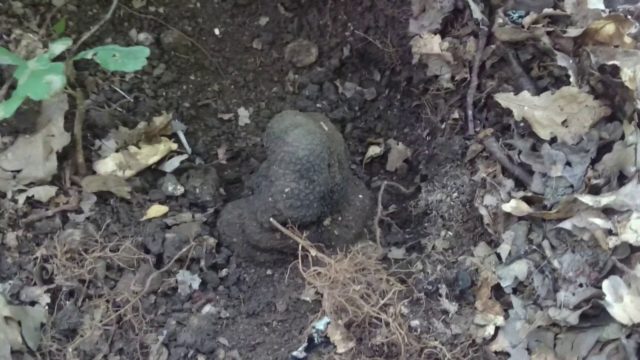 Truffle in Crimea: where it grows, edibility, description and photo