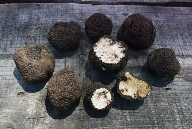 Truffle in Crimea: where it grows, edibility, description and photo