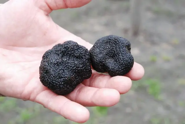 Truffle in Crimea: where it grows, edibility, description and photo