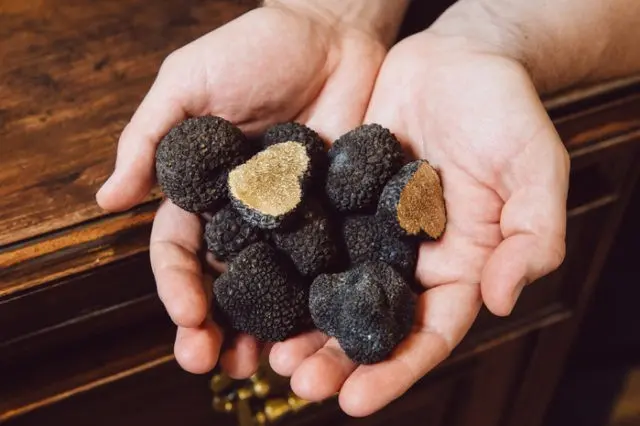 Truffle in Crimea: where it grows, edibility, description and photo