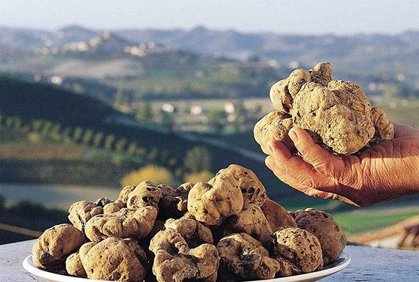 Truffle in Crimea: where it grows, edibility, description and photo