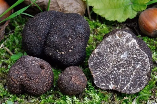 Truffle smooth black: description and photo