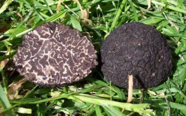 Truffle smooth black: description and photo