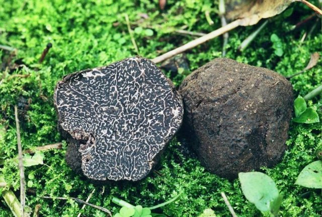 Truffle smooth black: description and photo