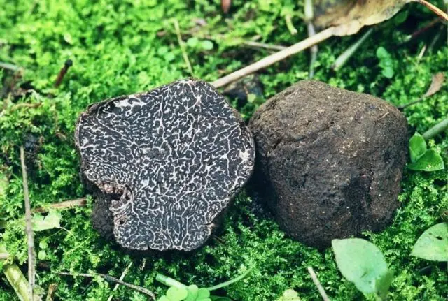 Truffle smooth black: description and photo