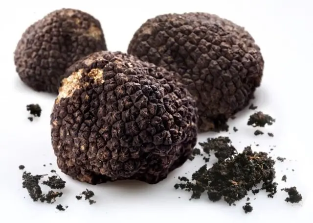 Truffle storage: terms and conditions for preserving the mushroom