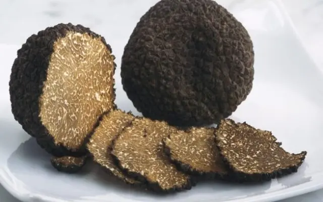 Truffle storage: terms and conditions for preserving the mushroom