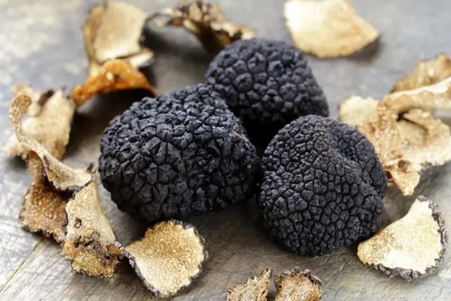 Truffle storage: terms and conditions for preserving the mushroom