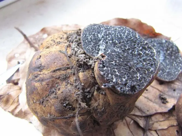 Truffle-toadstool: how to distinguish where they grow, description and photo