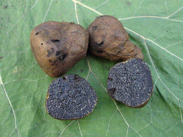 Truffle-toadstool: how to distinguish where they grow, description and photo