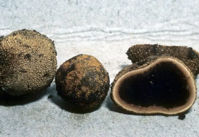 Truffle-toadstool: how to distinguish where they grow, description and photo