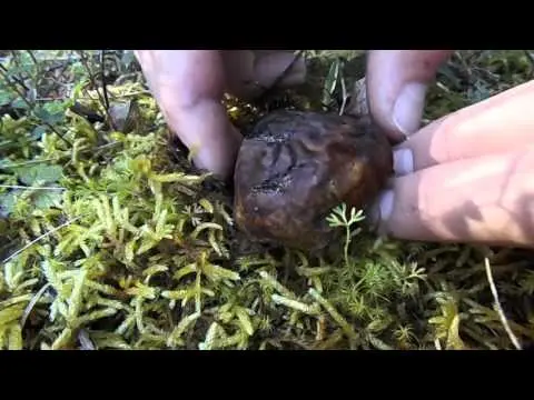 Truffle-toadstool: how to distinguish where they grow, description and photo