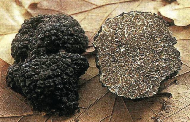 Truffles mushrooms: what are the benefits, properties and composition