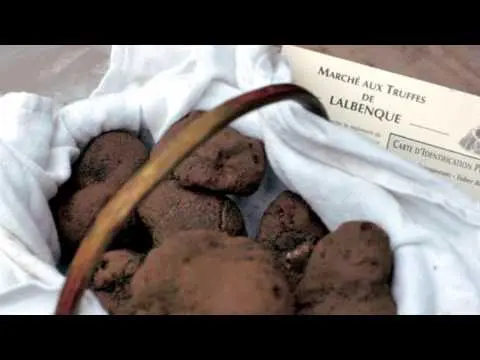 Truffles mushrooms: what are the benefits, properties and composition